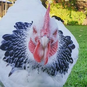 Meet your Posher, Tegan